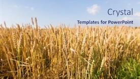  Presentation with agriculture field - Beautiful slide deck featuring nature-summer-harvest-and-agriculture backdrop and a light blue colored foreground