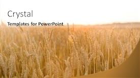  Presentation with agriculture field - Cool new PPT theme with nature-summer-harvest-and-agriculture backdrop and a white colored foreground
