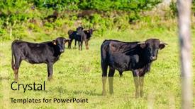  Presentation with france - PPT layouts with nature swamp - camargue provence france background and a yellow colored foreground