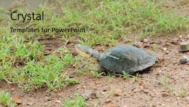  Presentation with name - Theme enhanced with nature swamp - closeup of terrapin scientific name background and a yellow colored foreground