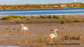  Presentation with france - PPT theme featuring nature swamp - flamingos camargue provence france background and a coral colored foreground