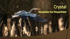  Presentation with flight - Presentation theme featuring nature swamp - grey heron ardea cinerea background and a tawny brown colored foreground