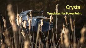  Presentation with baking light waem and a soft gre - Presentation consisting of nature swamp - grey heron ardea cinerea background and a wine colored foreground