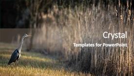  Presentation with flight - Audience pleasing PPT theme consisting of nature swamp - grey heron ardea cinerea backdrop and a gray colored foreground