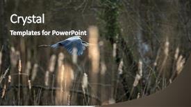  Presentation with baking light waem and a soft gre - Colorful presentation design enhanced with nature swamp - grey heron ardea cinerea backdrop and a dark gray colored foreground
