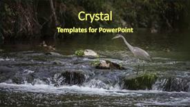  Presentation with hunting - Presentation design consisting of nature swamp - grey heron hunting background and a wine colored foreground