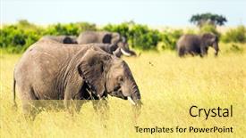  Presentation with exotic animals - Presentation theme with wild animals in natural habitat background and a yellow colored foreground