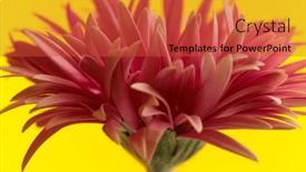  Presentation with gerbera daisy - PPT layouts enhanced with nature-themed-picture-of-beautiful background and a red colored foreground
