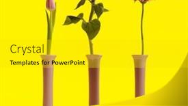  Presentation with sunflower sunflower sunflower sunflower sunflower - Slide deck enhanced with nature-themed-picture-of-beautiful background and a gold colored foreground