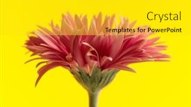  Presentation with gerbera daisy - Presentation design having nature-themed-picture-of-lovely background and a yellow colored foreground