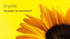  Presentation with sunflower - Presentation theme enhanced with nature-themed-picture-of-lovely background and a white colored foreground