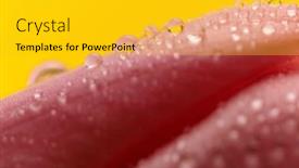  Presentation with dew - Presentation theme consisting of nature-themed-picture-of-lovely background and a gold colored foreground