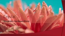 Presentation with gerbera daisy - Slide deck featuring nature-themed-picture-of-pretty background and a coral colored foreground