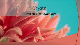  Presentation with gerbera daisy - Theme featuring nature-themed-picture-of-pretty background and a  colored foreground