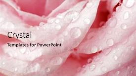  Presentation with singled green pink rose - Beautiful PPT theme featuring nature white - beautiful pink rose close-up backdrop and a  colored foreground