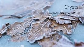  Presentation with oak - PPT theme featuring nature-winter-background-frozen-oak background and a light blue colored foreground