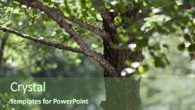  Presentation with woodland - Cool new PPT theme with nature woodland background - alder tree on a lovely summer day backdrop and a tawny brown colored foreground