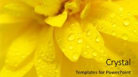 Presentation with teenage abstract - Presentation theme with nature yellow - abstract petals background and a light gray colored foreground
