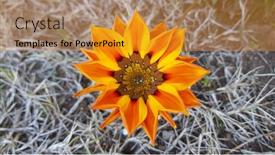  Presentation with naturel - Presentation theme with naturel flower in dry weed background and a gold colored foreground