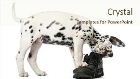  Presentation with shoe - Audience pleasing slide set consisting of animal trainer - dalmatian puppy chewing a shoe backdrop and a cream colored foreground