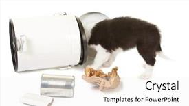  Presentation with garbage - Cool new slides with  backdrop and a  colored foreground