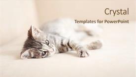  Presentation with kitten - Cool new presentation design with naughty baby - cute gray kitten at home backdrop and a lemonade colored foreground