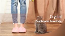  Presentation with kitten - Slides consisting of naughty baby - cute gray kitten with owner background and a coral colored foreground