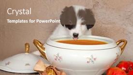  Presentation with border - Amazing slide deck having naughty-little-border-collie-puppy backdrop and a coral colored foreground