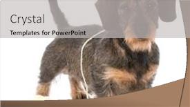  Presentation with yarn - Presentation design consisting of naughty miniature dachshund playing with ball of yarn on white background background and a light gray colored foreground