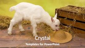  Presentation with milk baby - PPT theme enhanced with naughty ten days old baby background and a coral colored foreground