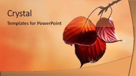  Presentation with autumn leaves - Cool new presentation theme with naure - autumn colored leaves hanging backdrop and a coral colored foreground