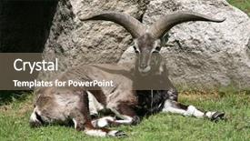  Presentation with sheep - Presentation having naure - himalayan blue sheep pseudois nayaur background and a gray colored foreground