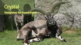  Presentation with sheep - Audience pleasing slide deck consisting of naure - himalayan blue sheep pseudois nayaur backdrop and a tawny brown colored foreground