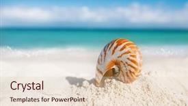  Presentation with sea shell - Theme with nautilus - nice and shine sea shell background and a lemonade colored foreground