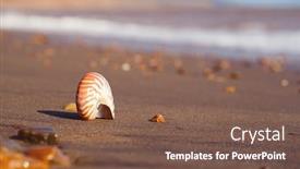  Presentation with seashell - Amazing PPT layouts having nautilus-pompilius-sea-shell-seashell backdrop and a violet colored foreground