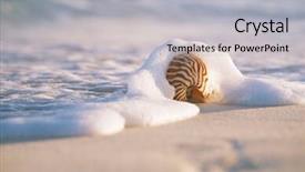  Presentation with sea shell - PPT layouts enhanced with nautilus sea shell in sea background and a light gray colored foreground