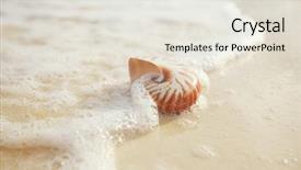  Presentation with sea shell - Colorful slides enhanced with nautilus sea shell on golden backdrop and a sky blue colored foreground