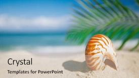  Presentation with sea shell - PPT theme enhanced with nautilus sea shell on golden background and a soft green colored foreground