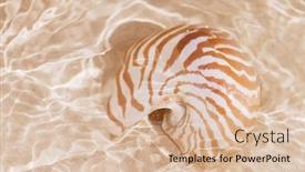  Presentation with light waves - Beautiful theme featuring nautilus-sea-shell-on-golden backdrop and a lemonade colored foreground
