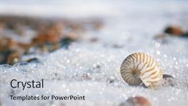  Presentation with sea shell - Slide set with nautilus sea shell with seafoam on atlantic ocean legzira beach morocco background and a light gray colored foreground