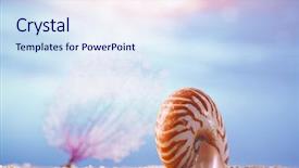  Presentation with sea shell - PPT layouts with nautilus seashell sea shell background and a sky blue colored foreground