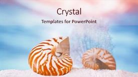  Presentation with sea shell - Cool new slides with nautilus seashell sea shell backdrop and a lemonade colored foreground