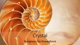  Presentation with shell - Colorful PPT layouts enhanced with nautilus shell details backdrop and a yellow colored foreground