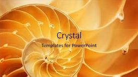  Presentation with shell - Presentation theme having nautilus shell details background and a yellow colored foreground