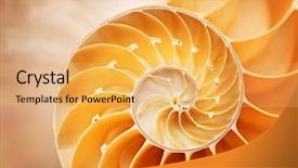  Presentation with shell - Cool new presentation theme with nautilus shell details backdrop and a yellow colored foreground