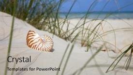  Presentation with sea shell - Beautiful presentation featuring nautilus shell on beach grass backdrop and a light gray colored foreground
