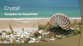  Presentation with sea shell - Theme having nautilus-shell-on-cliffs-top background and a teal colored foreground