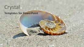  Presentation with shell - Slide deck having marine invertebrate - nautilus shell on wet sand background and a light gray colored foreground
