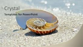  Presentation with shell - Slides enhanced with nautilus-shell-on-wet-sand background and a lemonade colored foreground