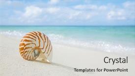  Presentation with white sand - Amazing presentation theme having nautilus shell on white beach backdrop and a light gray colored foreground